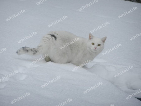 wei?e Katze im Schnee