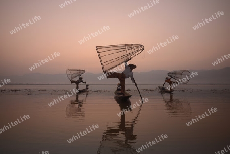 Fishermen at sunrise in the Landscape on the Inle Lake in the Shan State in the east of Myanmar in Southeastasia.