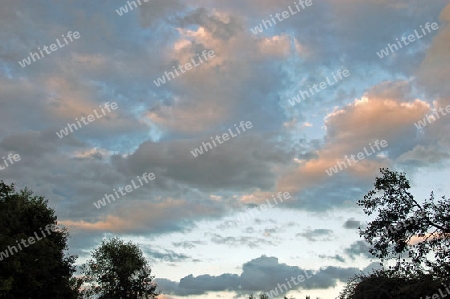 Wolken u. Baumwipfel