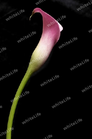 Small Single Pink Calla (Zantedeschia Rehmannii)