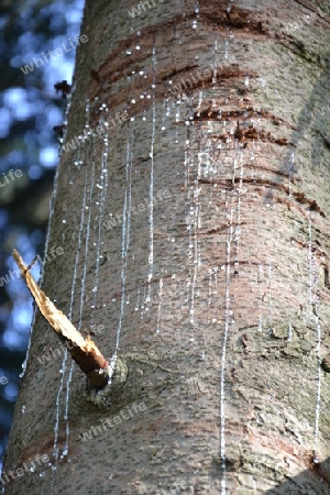 Der weinende Baum