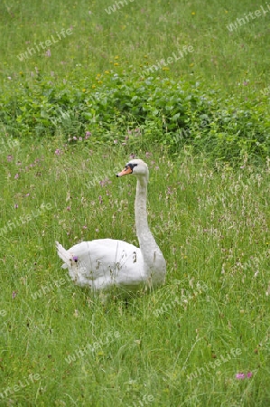 wei?er Schwan