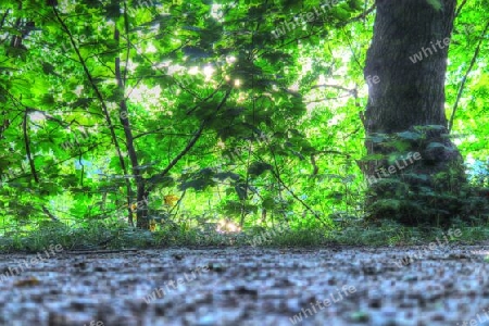 Beautiful view into a dense green forest with bright sunlight casting deep shadow.