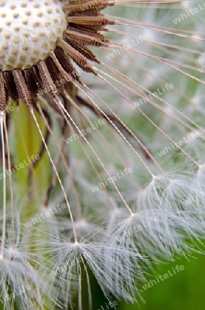 Nahaufnahme einer Pusteblume