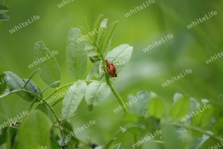 Zwei rote Insekten um Liebe