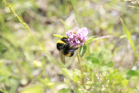 Hummel sitzt auf einer Kleebluete