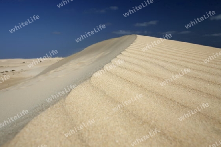 the Sanddunes of Corralejo in the north of the Island Fuerteventura on the Canary island of Spain in the Atlantic Ocean.