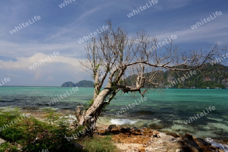 A Beach on the Island of Ko PhiPhi on Ko Phi Phi Island outside of the City of Krabi on the Andaman Sea in the south of Thailand. 