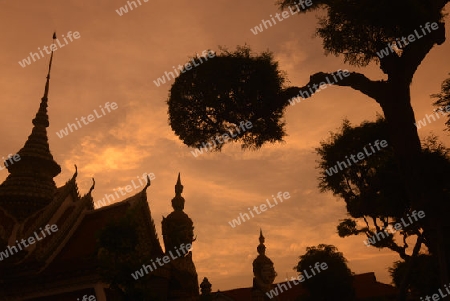 Der Wat Arun Tempel in der Stadt Bangkok in Thailand in Suedostasien.