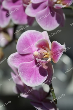 Orchidee