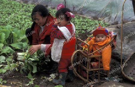 agroculture in the village of fengjie at the yangzee river in the three gorges valley up of the three gorges dam project in the province of hubei in china.