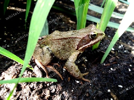 Frosch