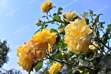 Top view of yellow and orange rose flower in a roses garden with a soft focus background.