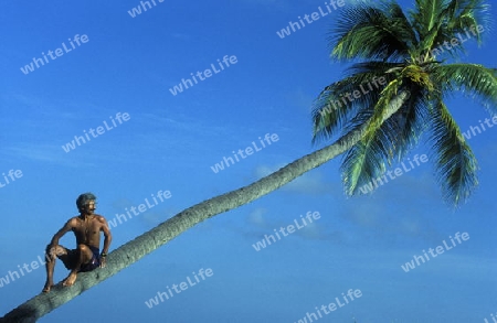 
Der Traumstrand mit Palmen und weissem Sand an der Insel Velavaru im Southmale Atoll auf den Inseln der Malediven im Indischen Ozean.   