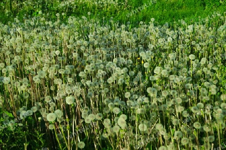 Wiese mit Pusteblumen