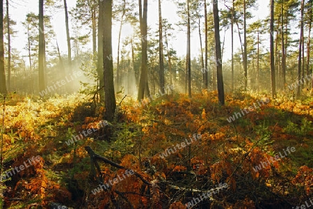 Lichtspiele im Wald