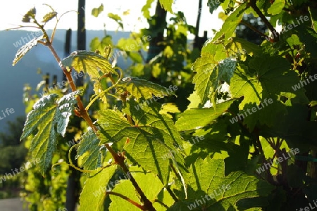 Weinbl?tter im Gegenlicht