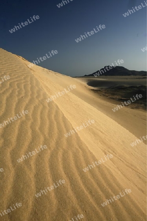 the Sanddunes of Corralejo in the north of the Island Fuerteventura on the Canary island of Spain in the Atlantic Ocean.