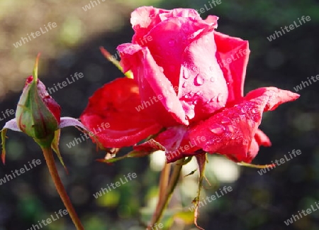 Rote Rose mit Regentropfen im Sonnenlicht 1