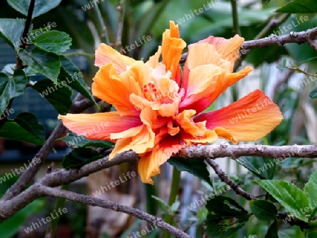 Hibiskusbl?te - Botanischer Garten Madeira