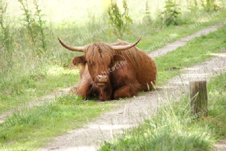 Longhorn auf dem Weg