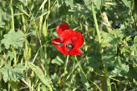 Mohn