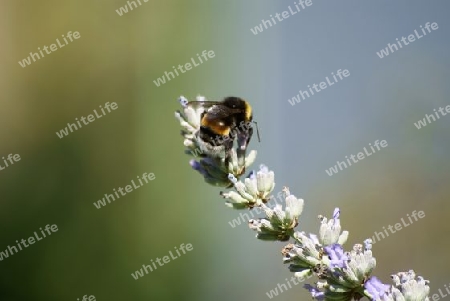 Eine Hummel bei  der Nahrungssuche im Lavendel.