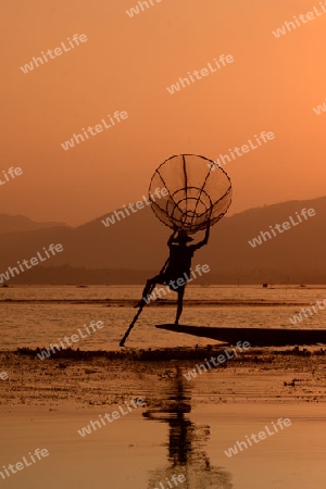 Fishermen at sunset in the Landscape on the Inle Lake in the Shan State in the east of Myanmar in Southeastasia.