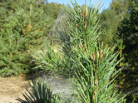 Altweibersommer im Wald