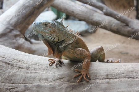 Neugieriger Leguan