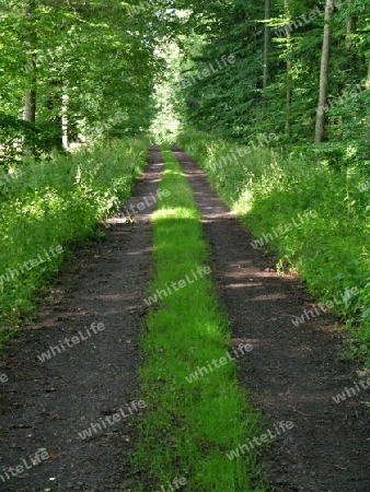 Waldweg