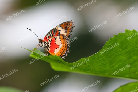 Schmetterling