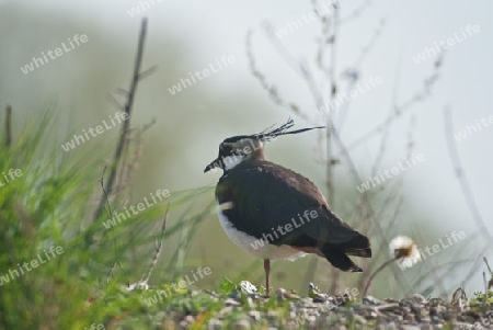 Kiebitz ein seltener Vogel