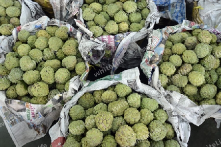 Zimtapfel oder Cherimoya oder Nauy Naa Fruechte auf einem Markt in der Hauptstadt Bangkok von Thailand in Suedostasien.