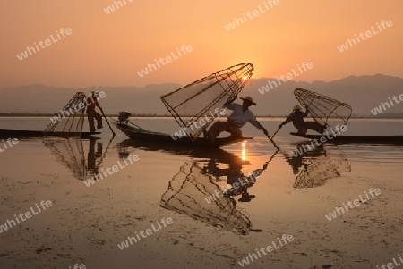 Fishermen at sunrise in the Landscape on the Inle Lake in the Shan State in the east of Myanmar in Southeastasia.