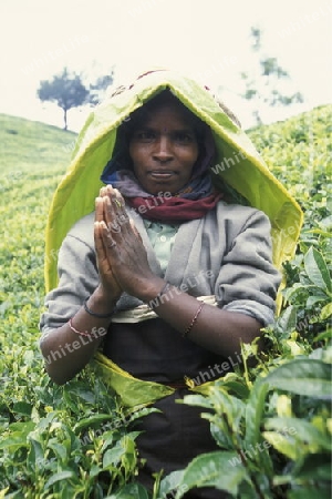 Asien, Indischer Ozean, Sri Lanka,
Eine Tamilische Frau beim pfluecken von Teeblaettern im Tee Anbaugebiet von Nuwara Eliya in Zentralen Gebierge von Sri Lanka. (URS FLUEELER)






