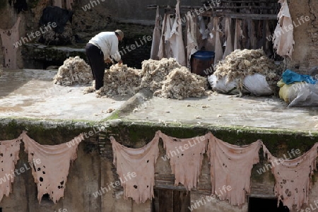 The Leather production in the old City in the historical Town of Fes in Morocco in north Africa.