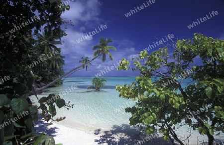 
Der Traumstrand mit Palmen und weissem Sand an der Insel Velavaru im Southmale Atoll auf den Inseln der Malediven im Indischen Ozean.   