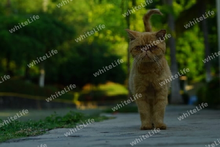 Garfi_001