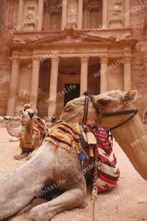 The Al Khazneh Treasury in the Temple city of Petra in Jordan in the middle east.