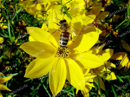 Biene auf Coreopsis