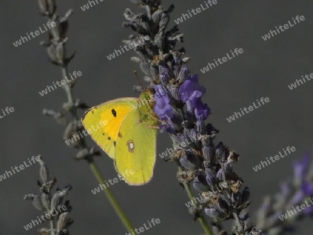 Butterfly  - goldene 8