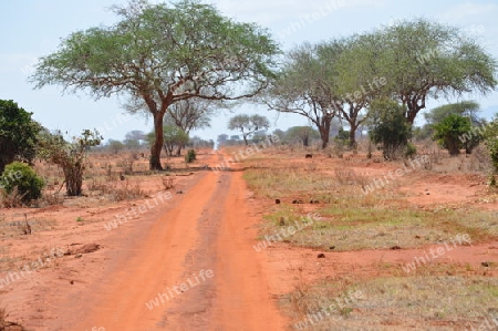 Tsavo East