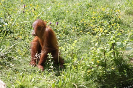 Orang Utan - Pongo pygmaeus