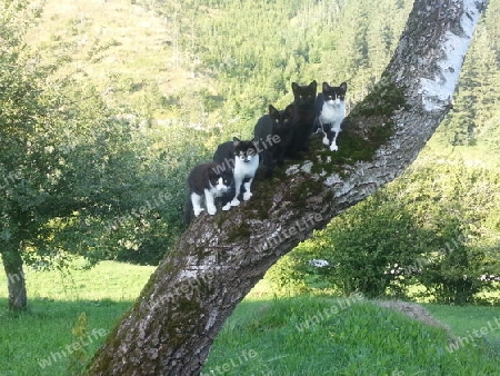 Baum voller katzen