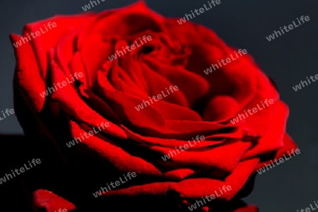 Red rose with a dark background