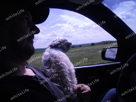 Shih tzu im Fahrtwind