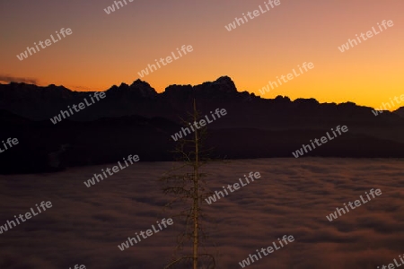 Baum ober dem Nebel