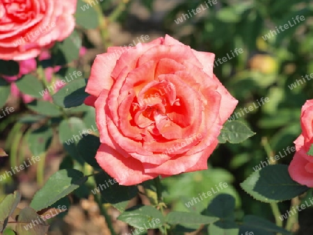 Rot/rosa Rose im Garten