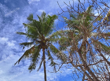 Beautiful palm trees at the beach on the tropical paradise islands Seychelles